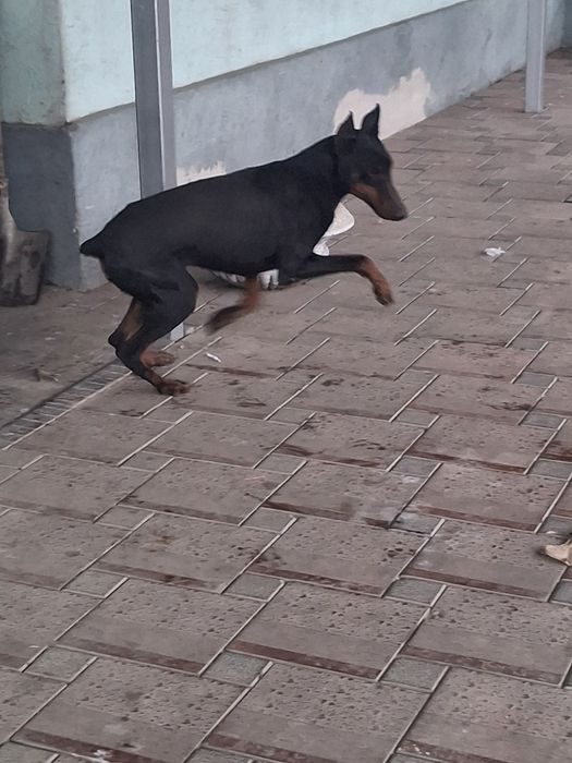 Доберман сатылады.