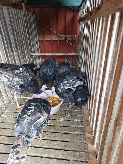 Куркала сотилади