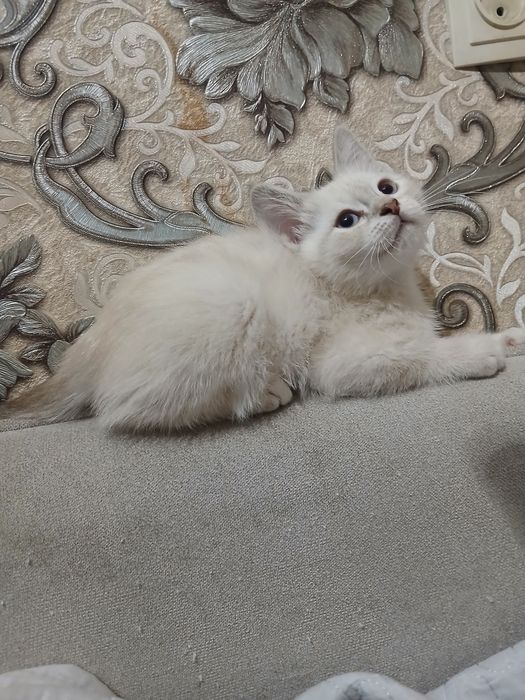 Продаётся котята полтора месяца