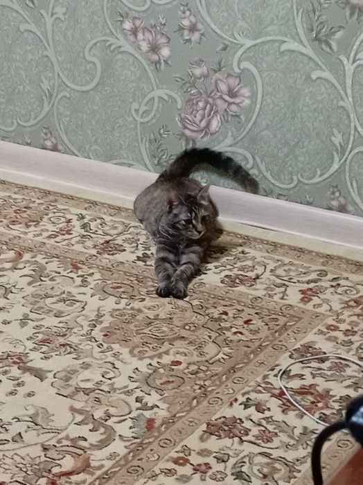 Потерялось кошка