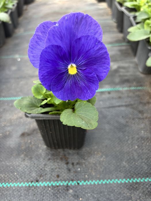 Едроцветни теменужки