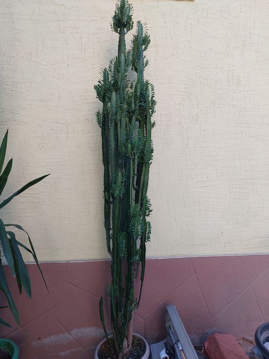 Цветок растение домашнее