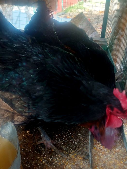 Продам красивых петухов