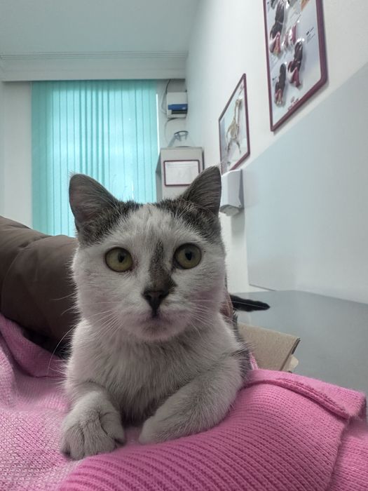 Кошечка, кошка, ласковая