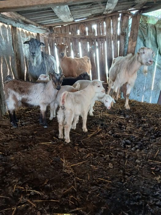 Vînd 4 capre bune de lapte cu 5 ezi lângă ele