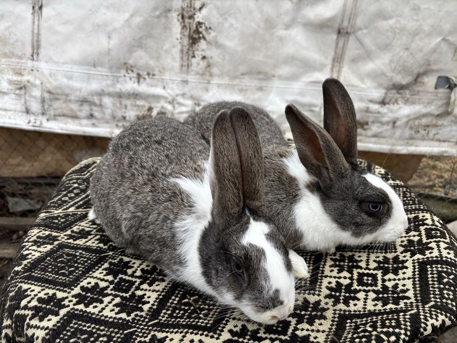 Tineret iepuri hycole francez!