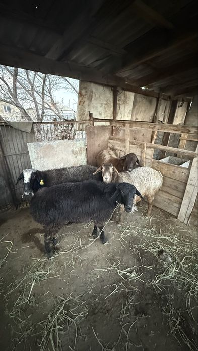 Қой саулык сектер