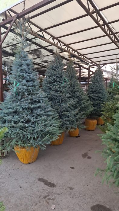 Саженцый  яблоня