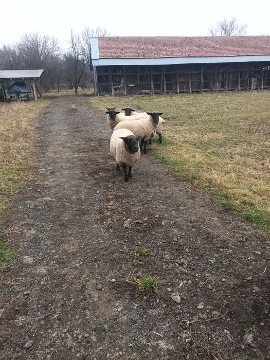 De vanzare berbec de 2 ani
