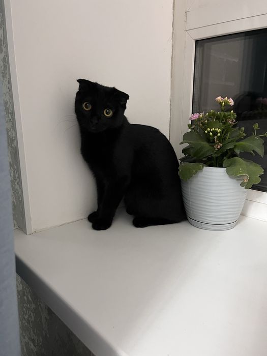 Котенок 5 мес девочка