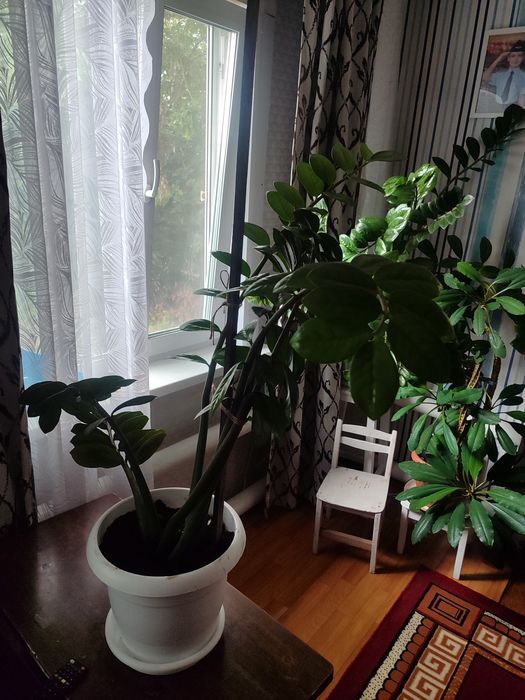 Цветок Замиакулькас