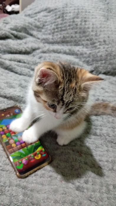 Отдам даром котенка