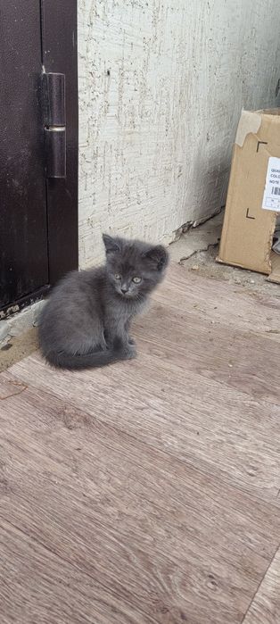 Отдам даром котят