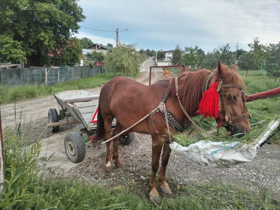 Se vinde iapă, vârstă 9 ani.