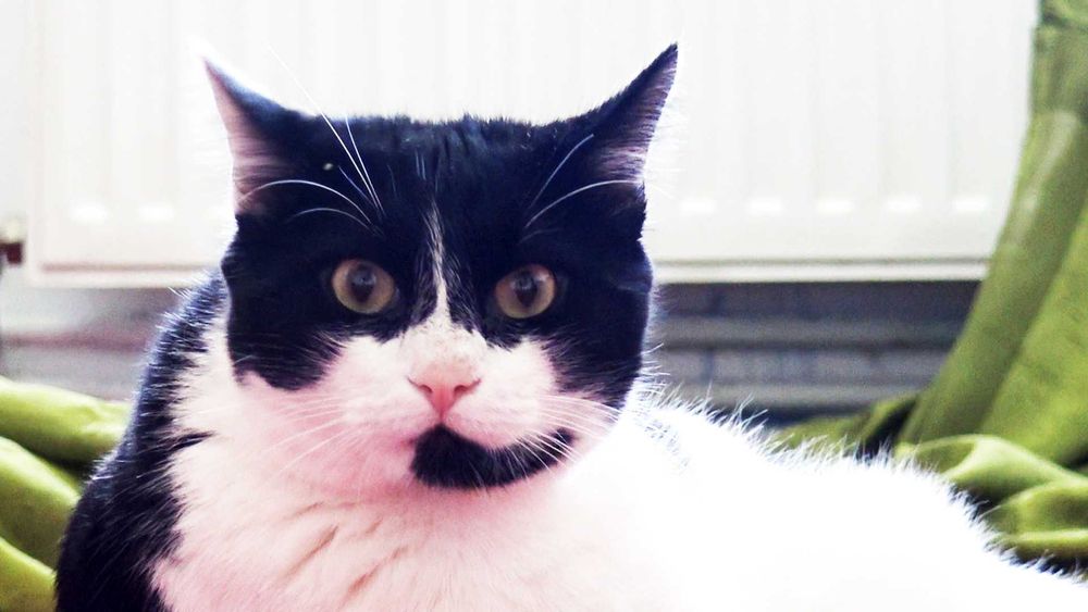 Castrare / sterilizare GRATUITA pentru catei si pisici