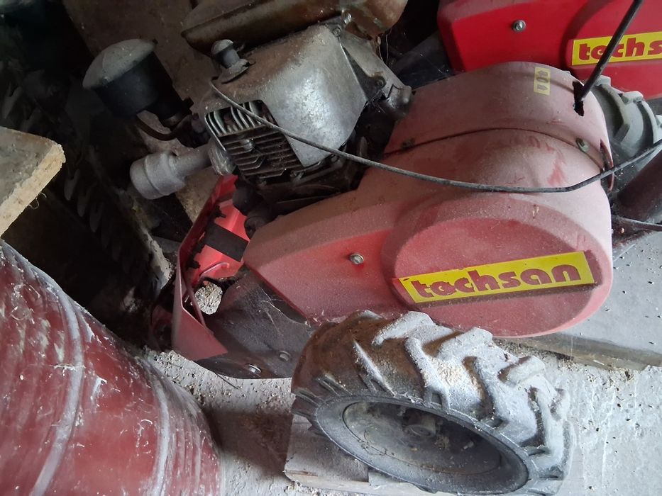 Cositoare carpatina de Miercurea Ciuc