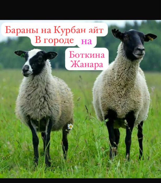 Бараны в городе Павлодар