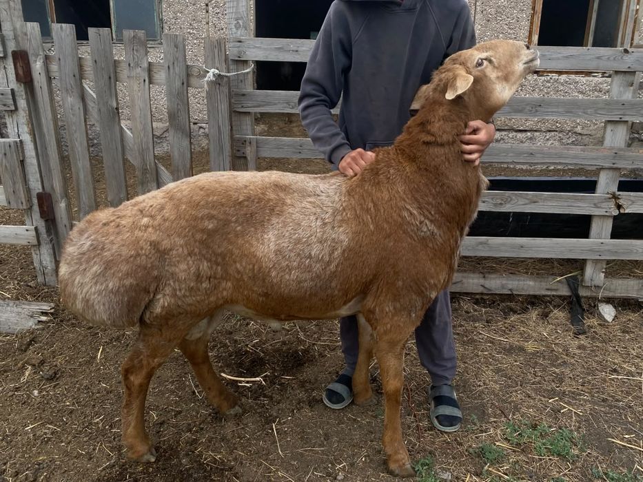 Продам кошкара эдильбай