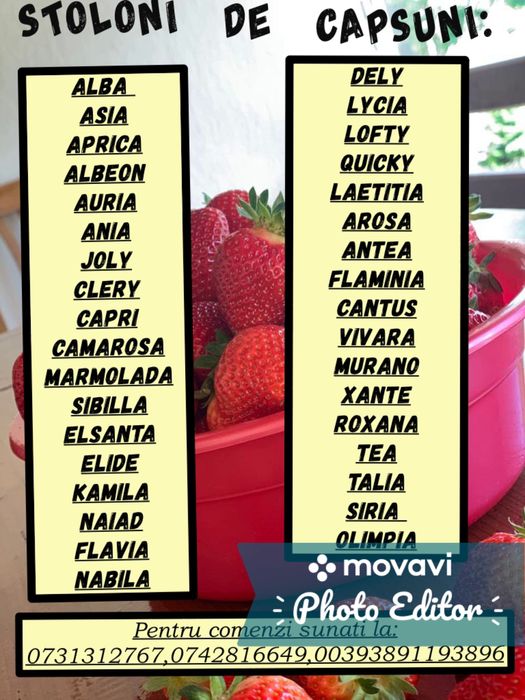 Stoloni capsuni refrigerati Italia!   Precomanda 2025