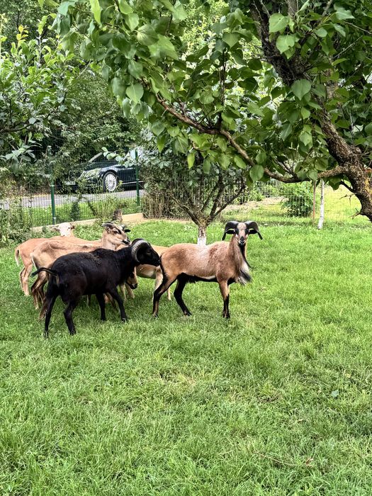 Oi si berbeci de Camerun