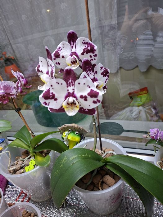 П р о д а м   орхидеи !!!