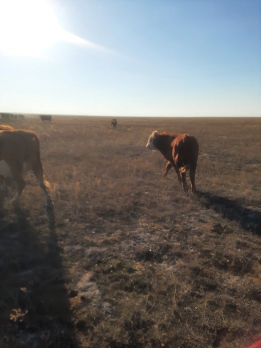 Подсос бызаулар сататын