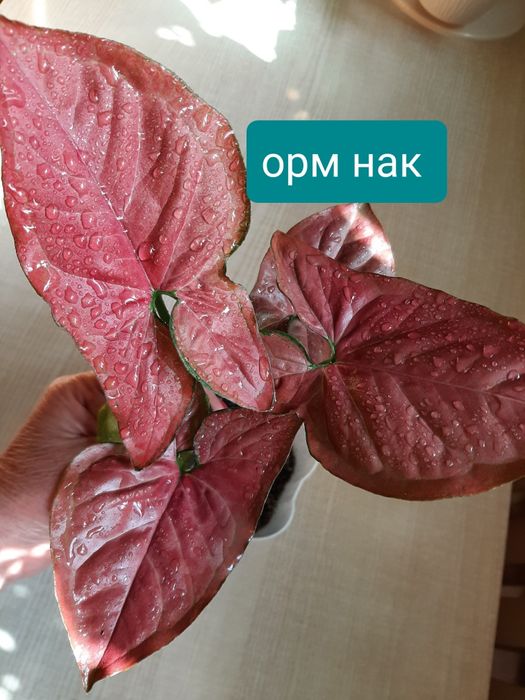 Сингониумы, комнатные растения.