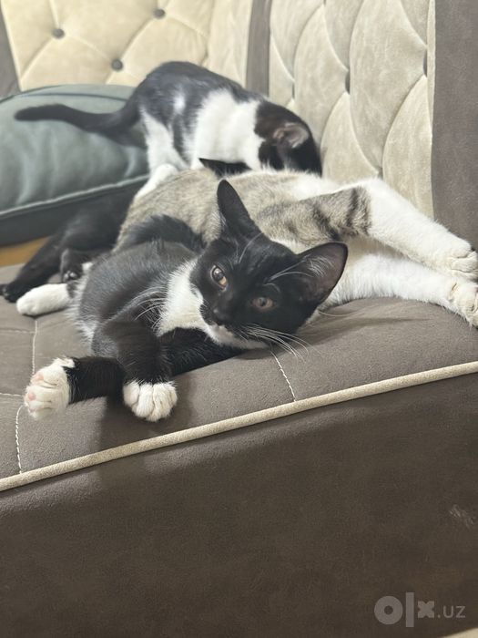 Кошка бесплатно