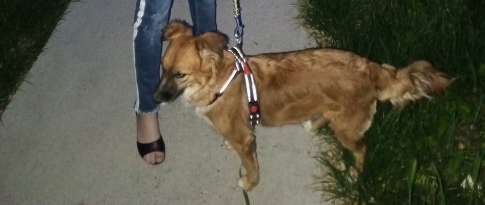 Отдам собаку в хорошие руки