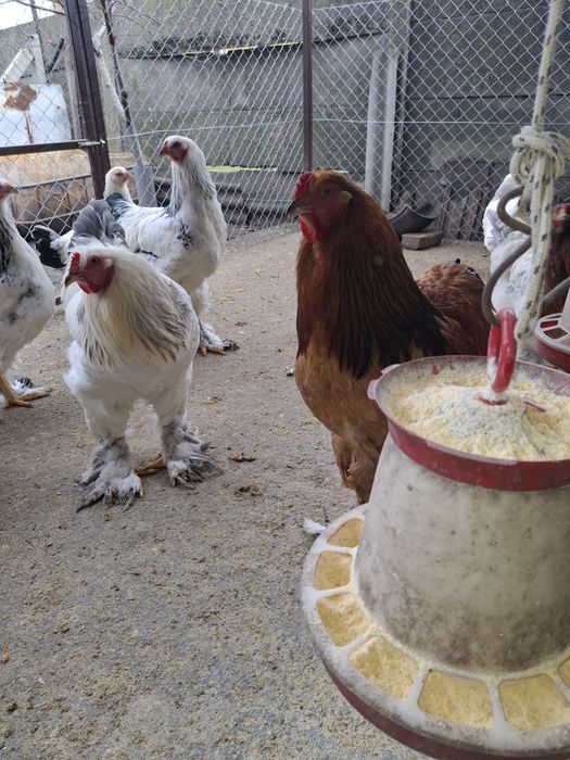 Vând 3 cocoși Brahma ,sau schimb cu puicuțe  Brahma!