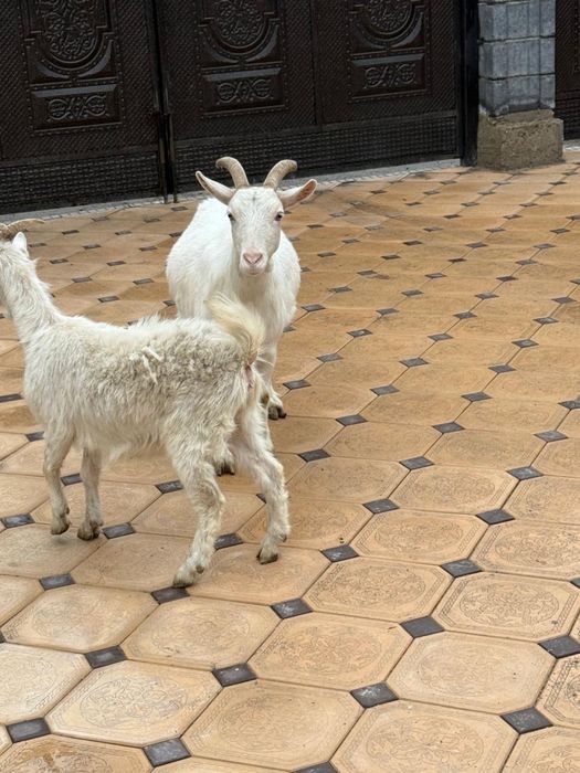 Продам козу с ягненком