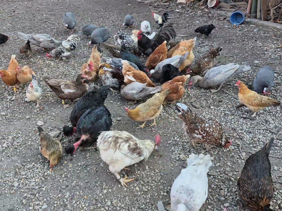 Oua de incubat gaini diferite rase
