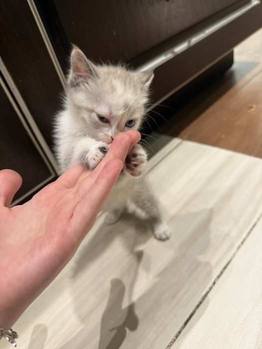 Отдам кошечку с добрые ручки