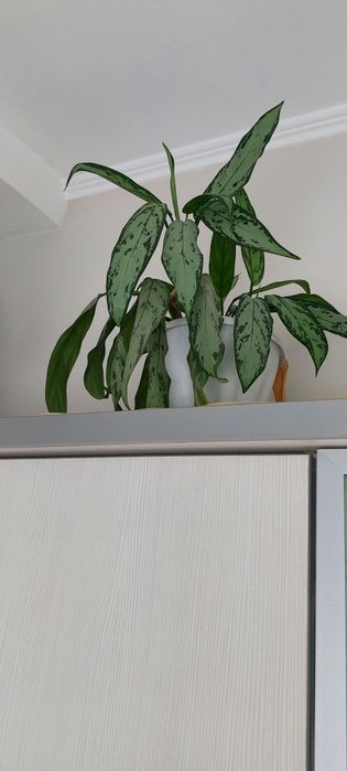 Аглаонема шикарная, сильвер квин