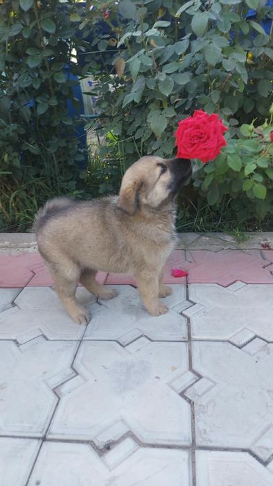 Щенок В хорошие руки .