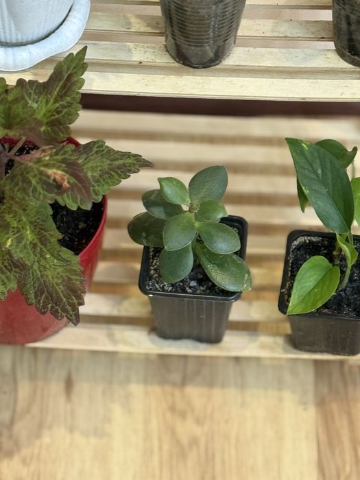 Набор из 6 цветов