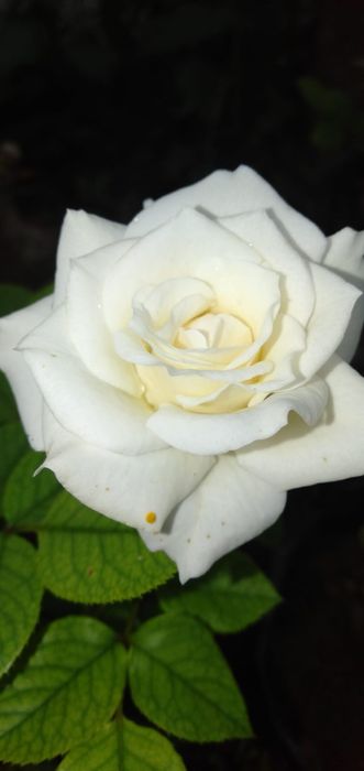 Саженцы роз 1000