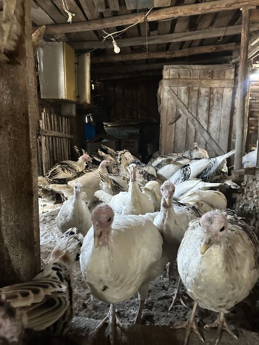 Индюки на развидение