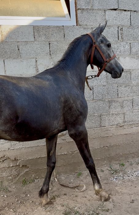 Продам Орловскую Кобылку