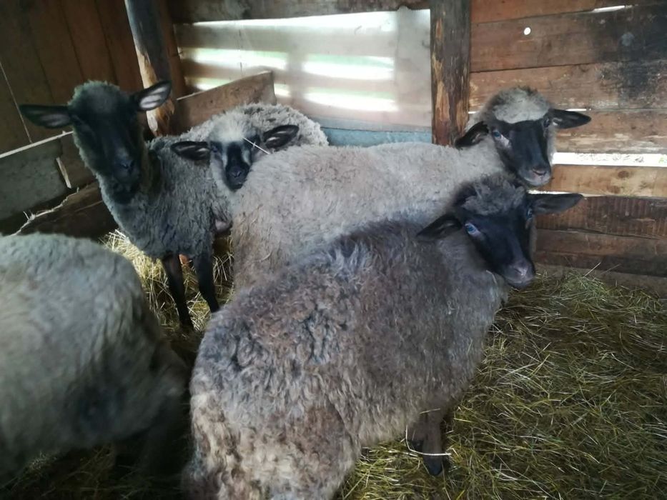 Oi și capre de vânzare, 450 lei bucata negociabil