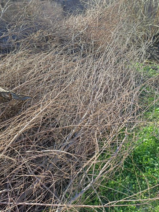 куп йиллик курук утин сотилади.