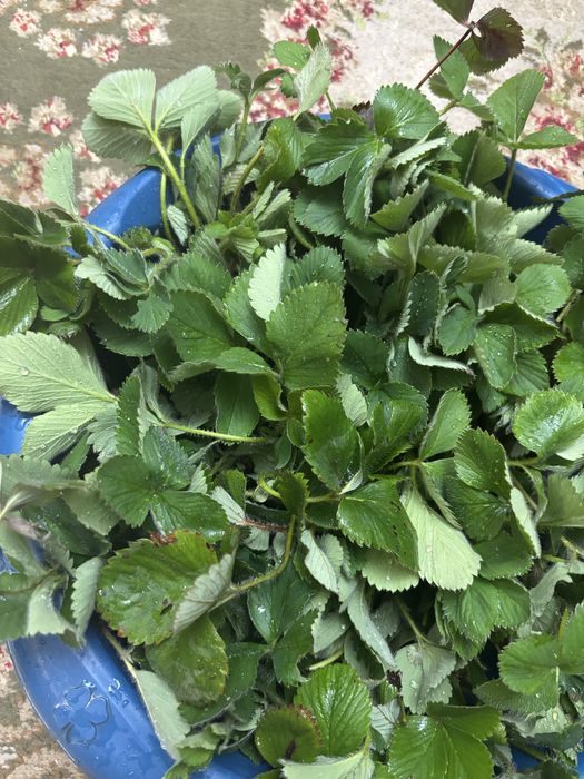 Отростки клубника сорт Альбион