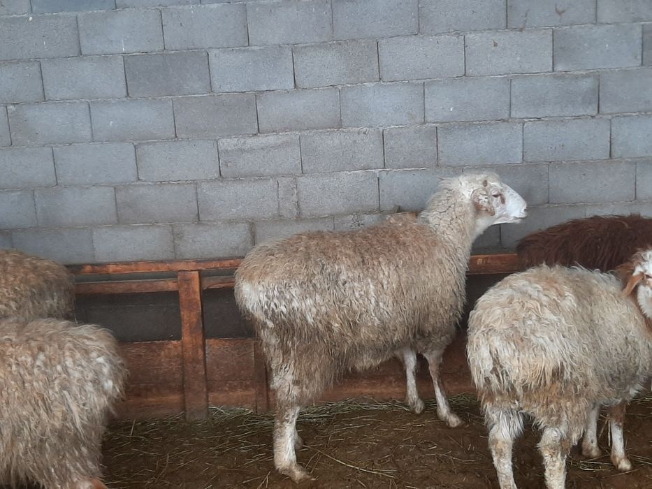 Қой, овцы, баран