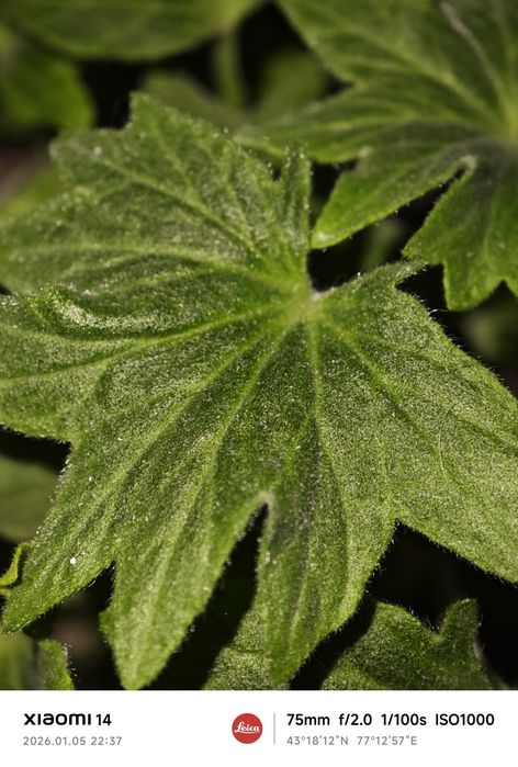 Xiaomi 14 продам  читать внимательно !