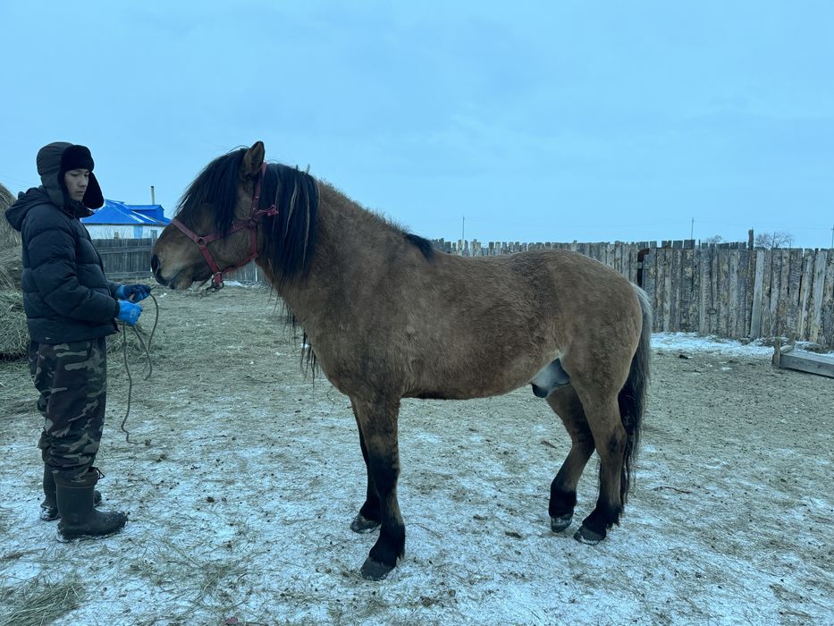 Продам айгыр мугалжар ……………..