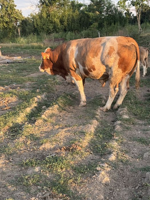 Vand taur baltata romaneasca