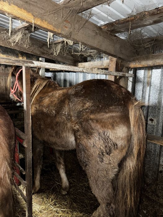 Продам байтал  3.5года .