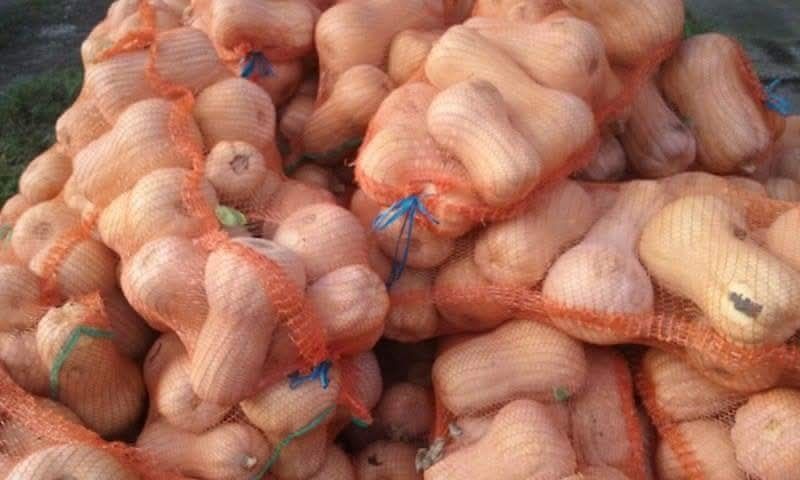 Vânzare dovleci plăcintari