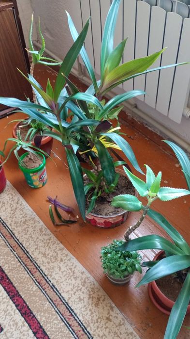 Ростения домашние