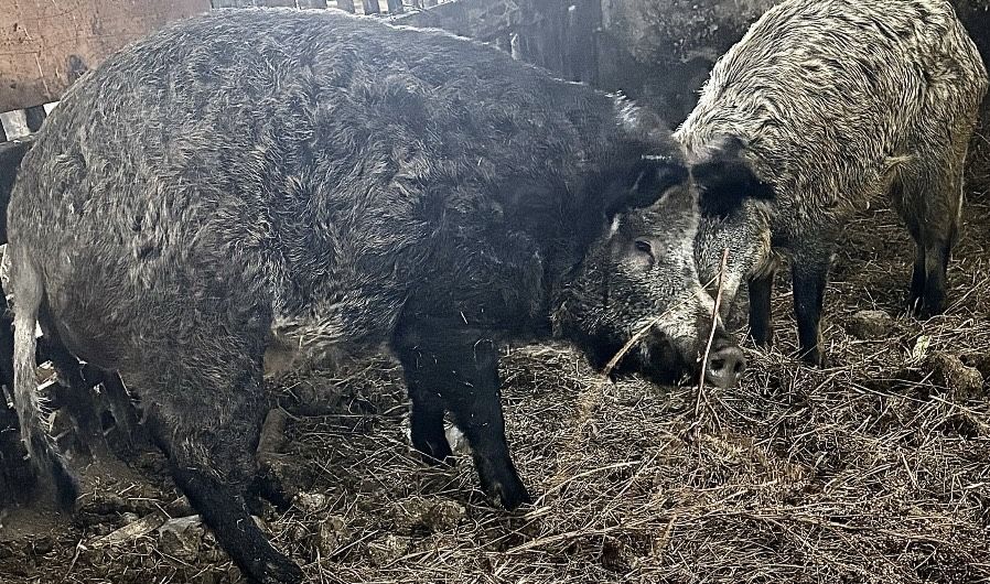 Продам кабана производителя !!